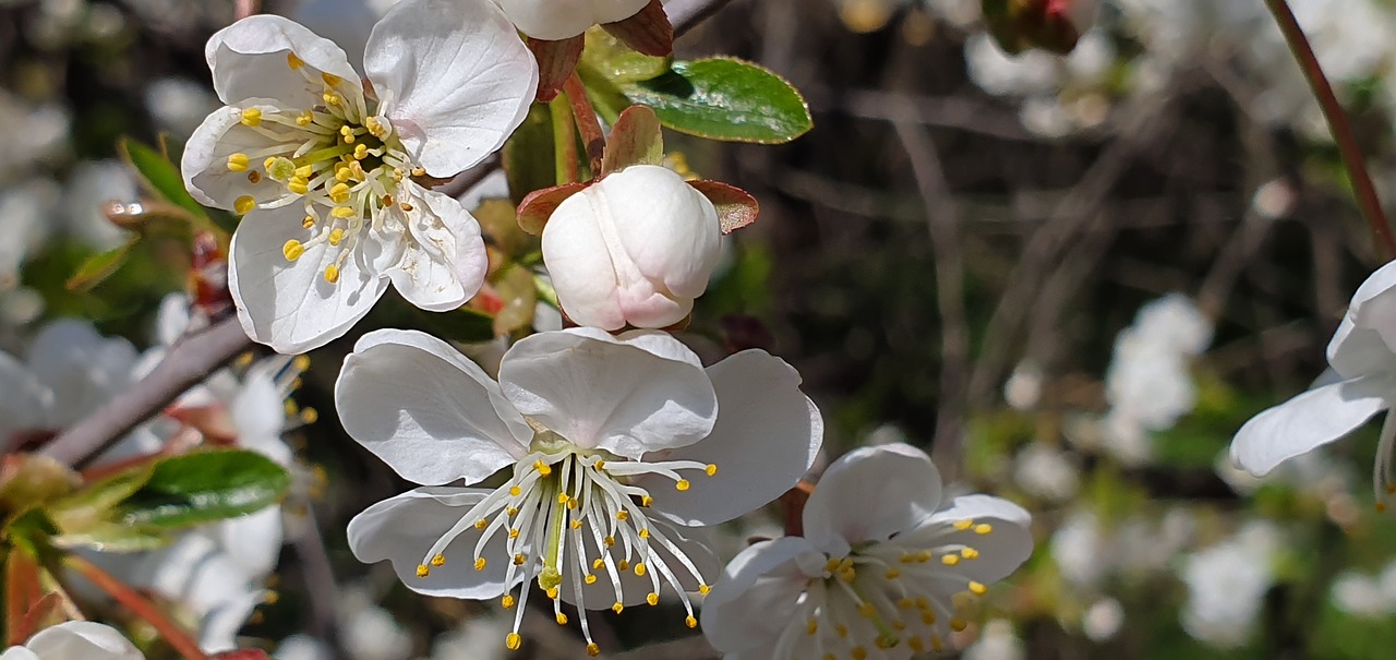 spring  cherry blossoms  white flowers free photo