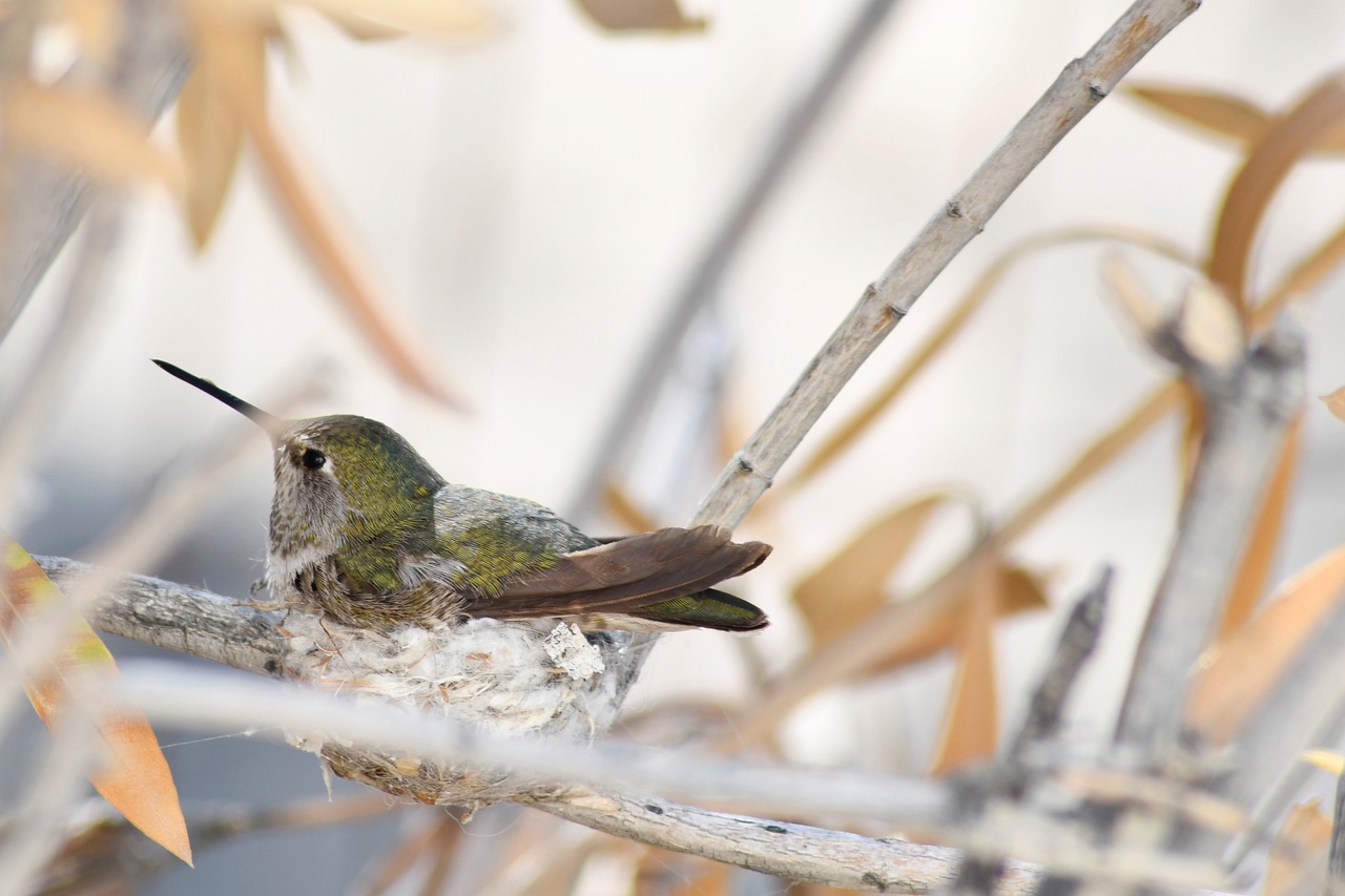 spring  nest  bird free photo