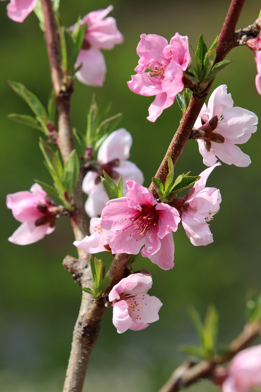 spring  copy flower  peach blossom free photo