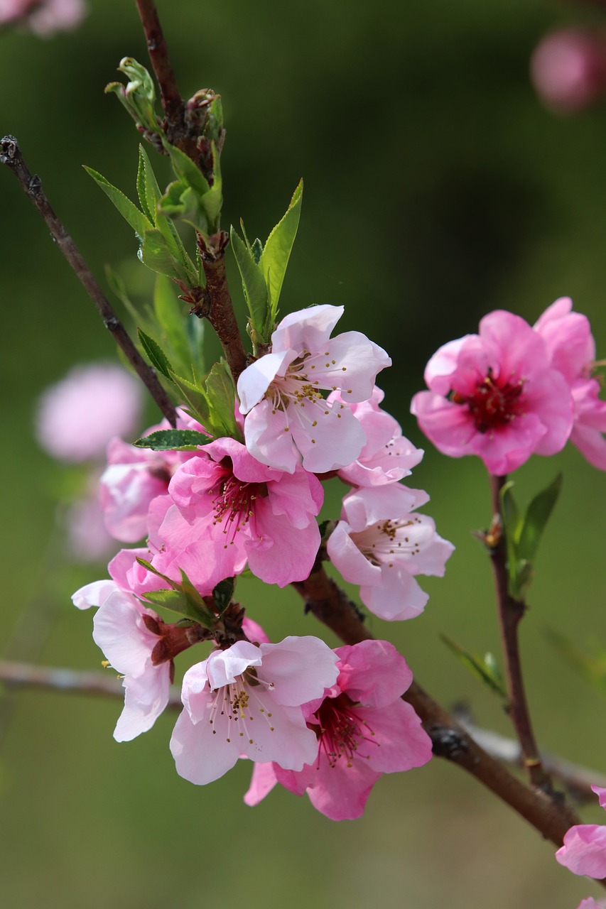 spring  copy flower  peach blossom free photo