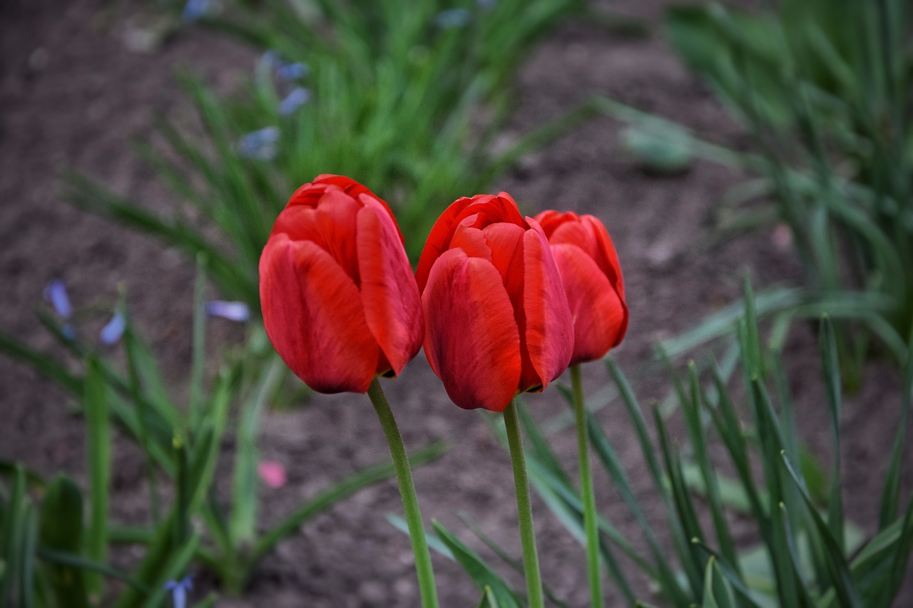 spring  flower  nature free photo