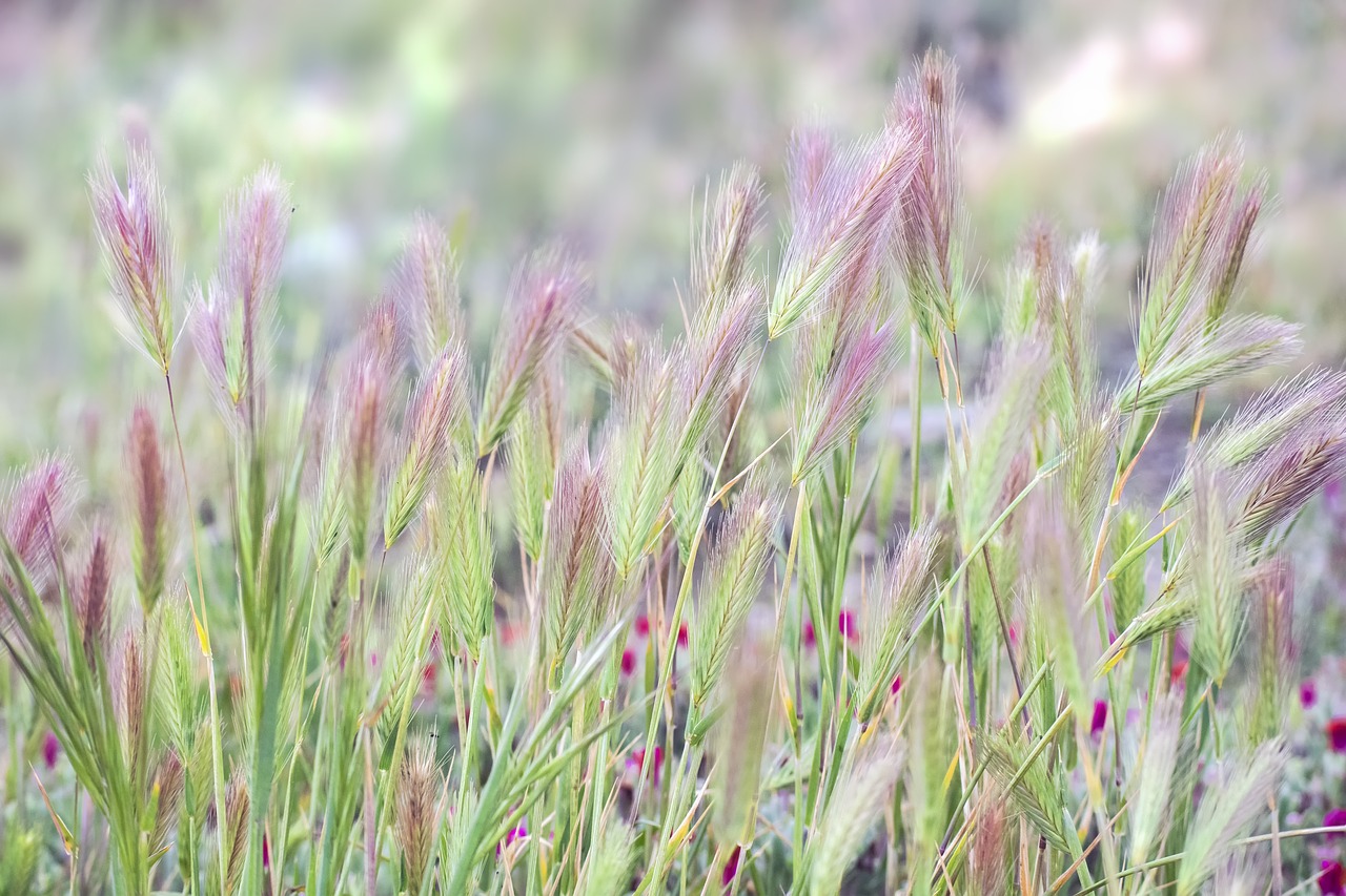 spring  spikes  flowers free photo