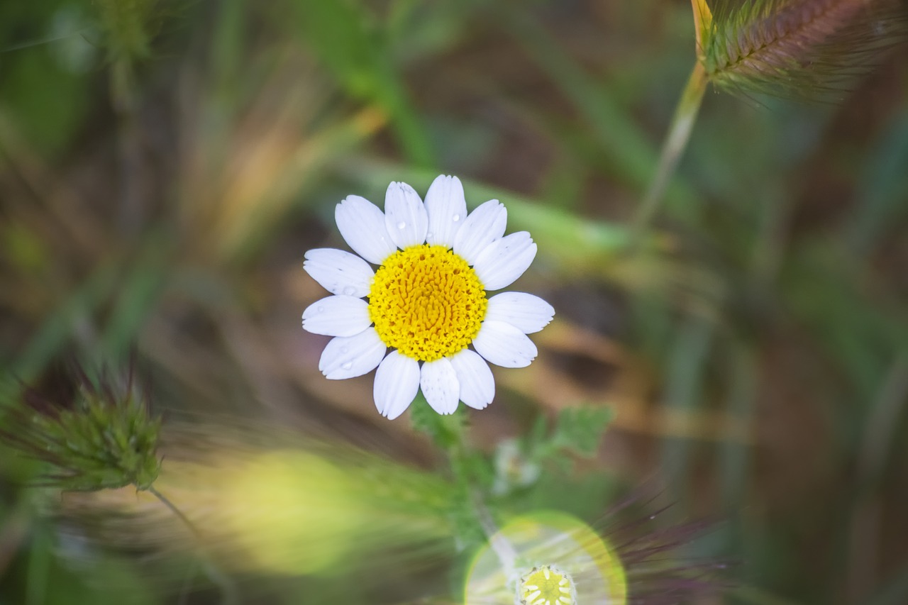 spring  flower  daisy free photo