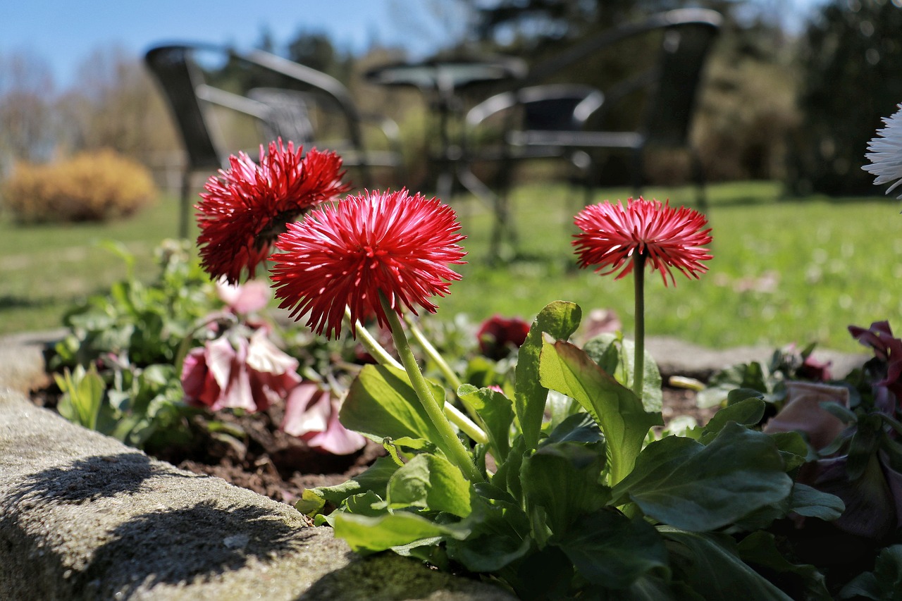 spring  april  flowers free photo