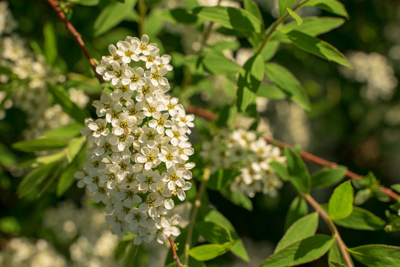 spring  nature  flowers free photo