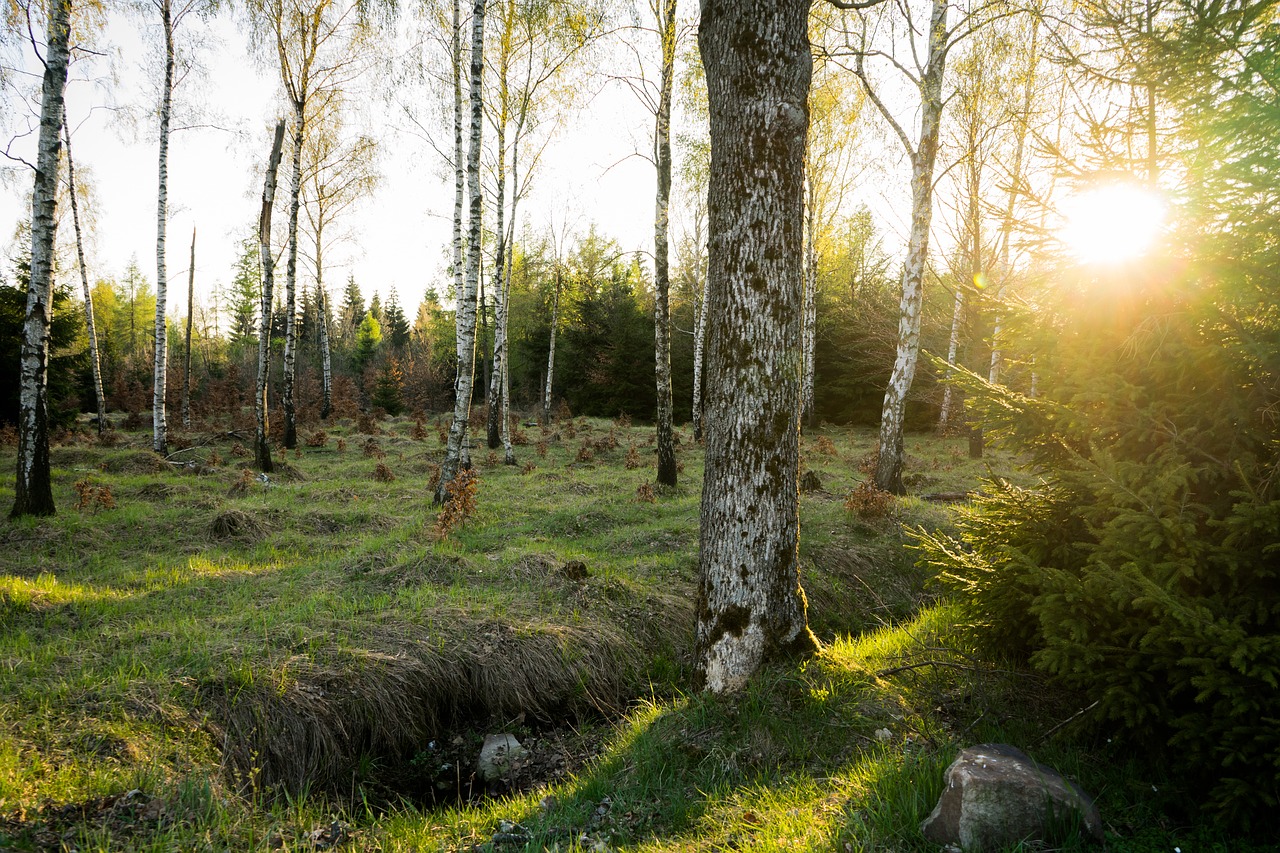 spring  sun  forest free photo