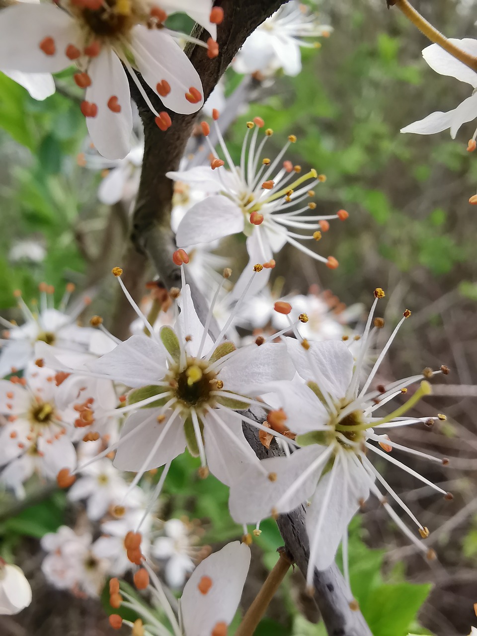 spring  blossom  bloom free photo