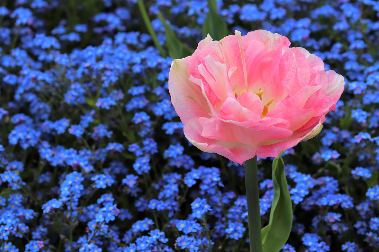 spring  pink tulip  blue aubrieta free photo