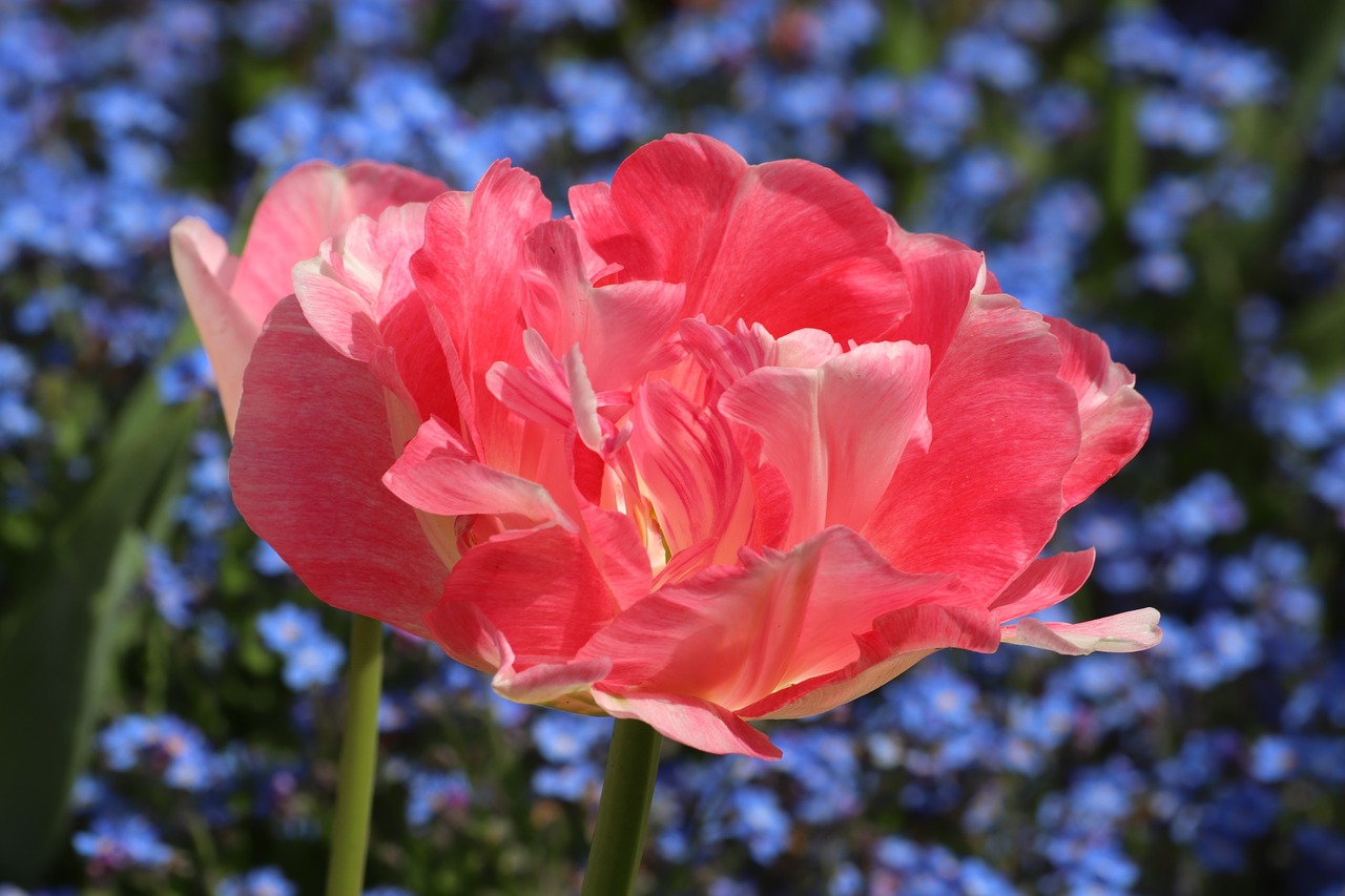 spring  pink tulip  blue aubrieta free photo