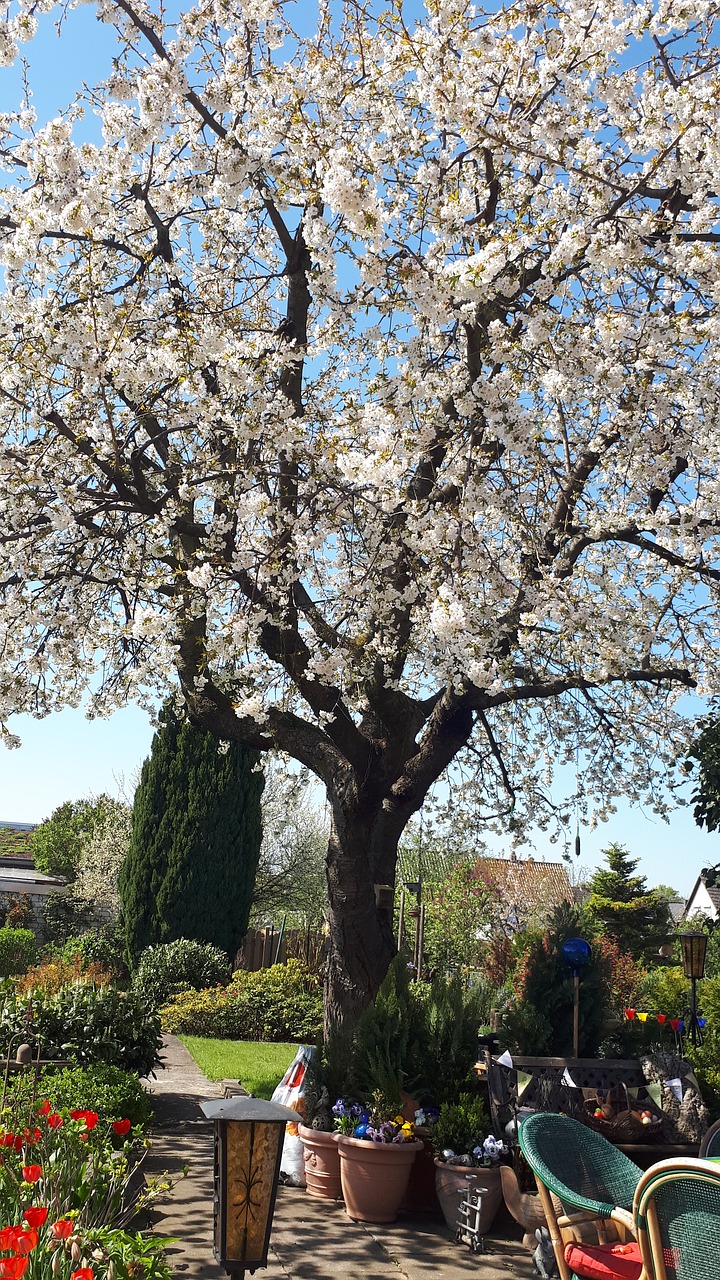 spring  cherry  tree free photo