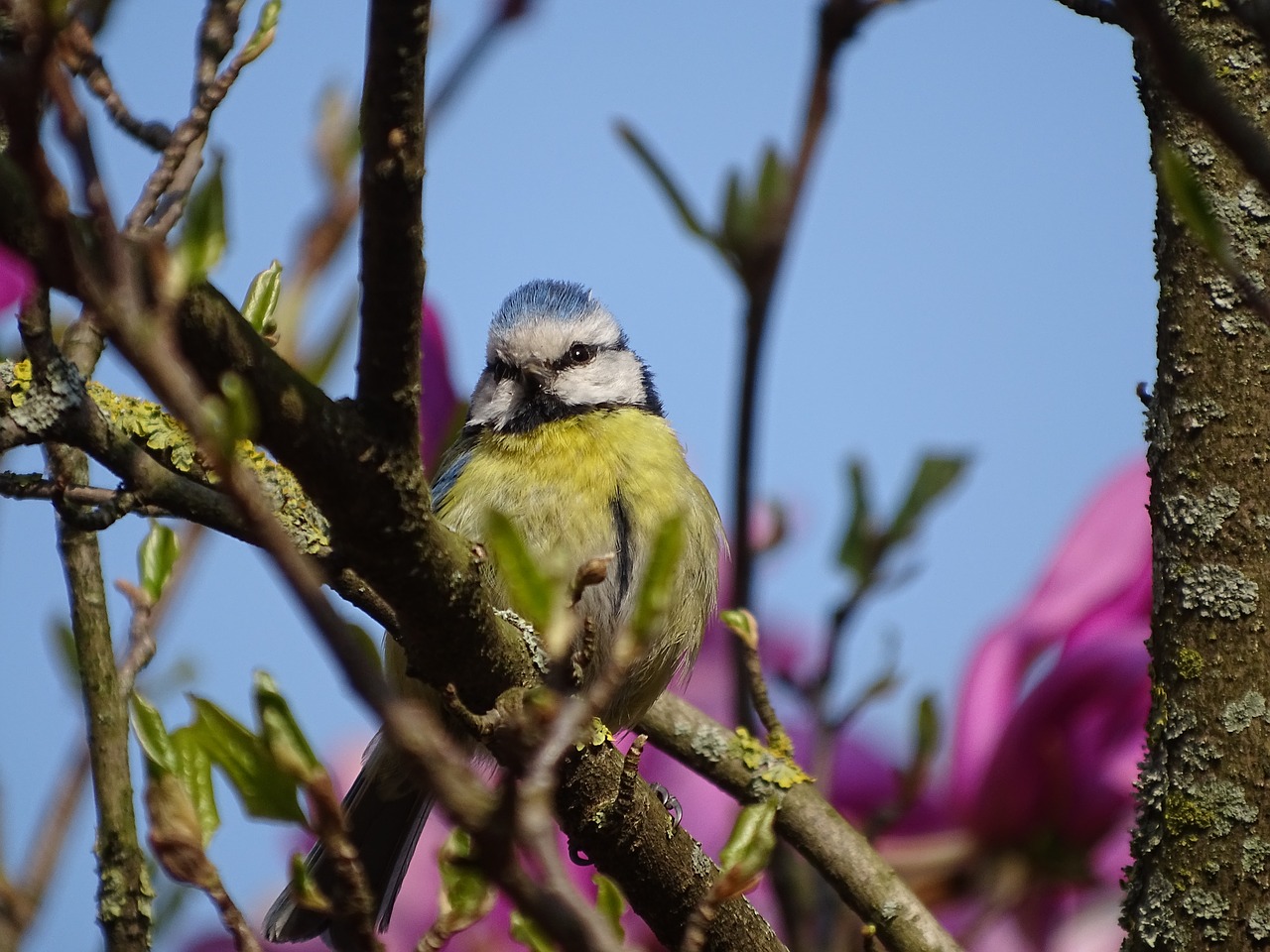 spring  bird  tit free photo