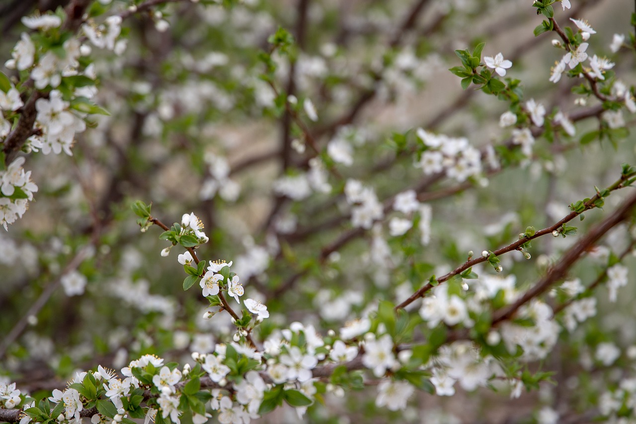 spring  flowering tree  bloom free photo