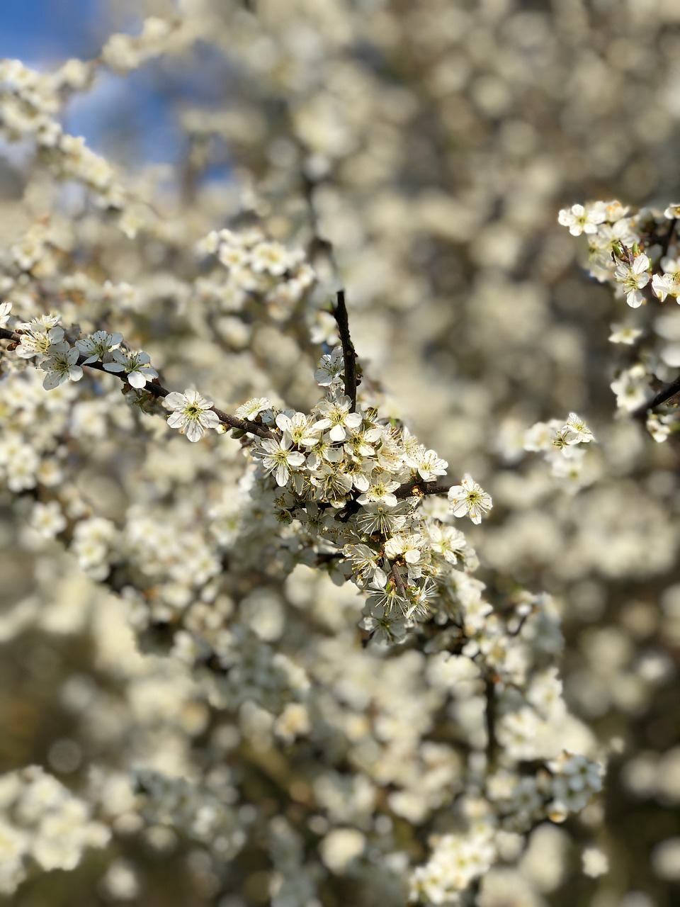 spring  blossom  bloom free photo