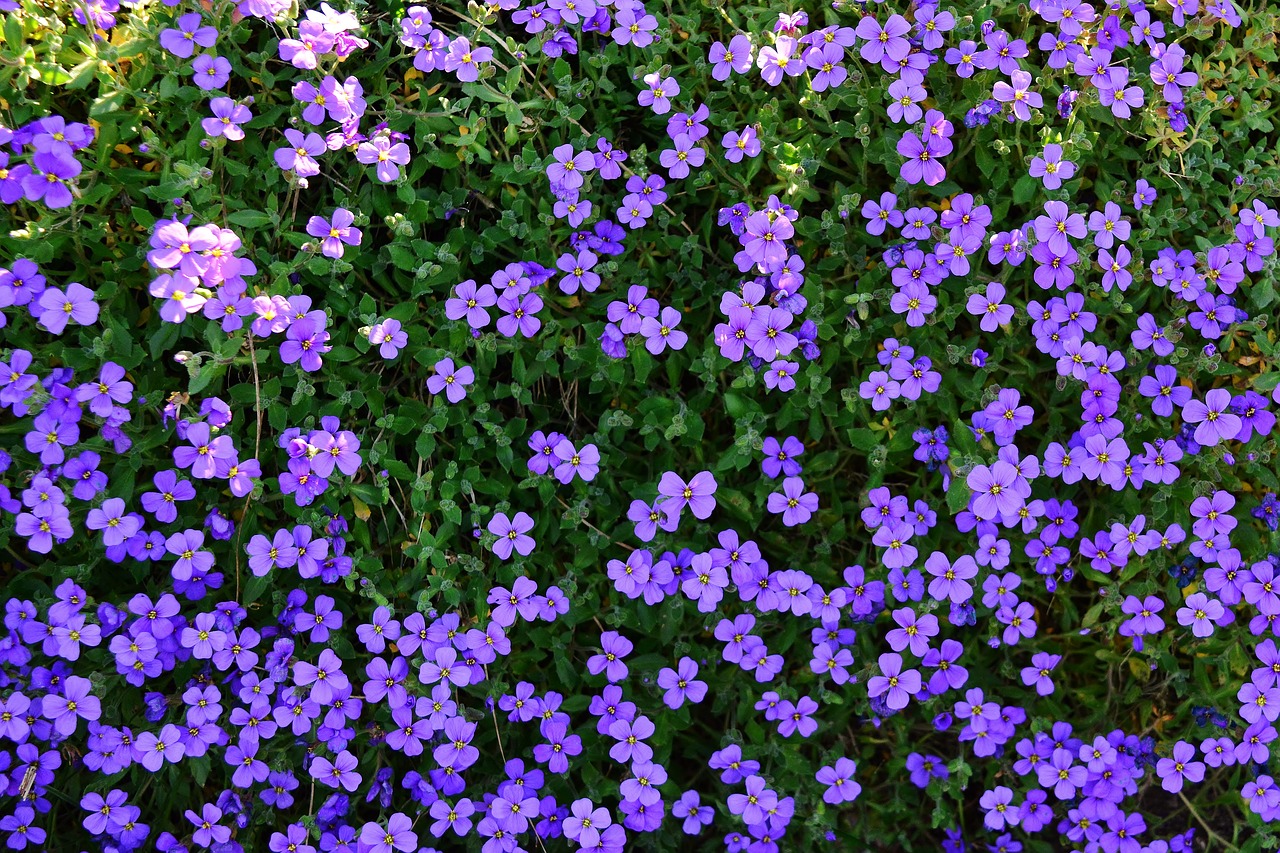 spring  stone garden  violet free photo
