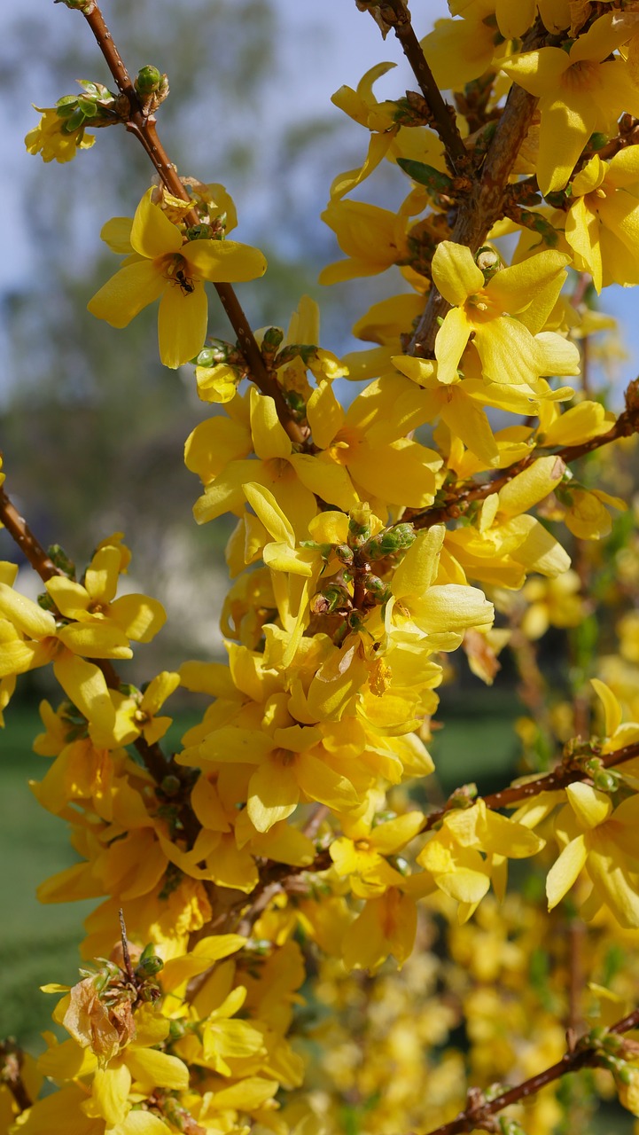 spring  blossom  bloom free photo