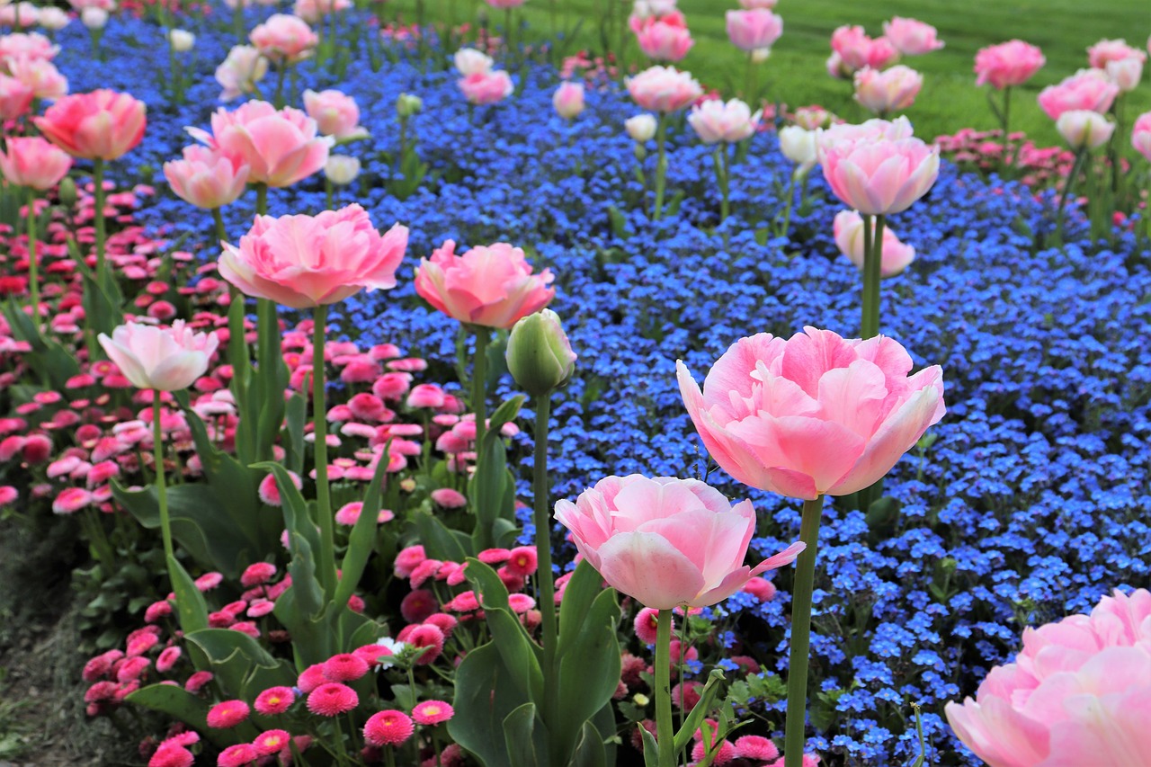 spring  pink tulips  blue aubrieta free photo