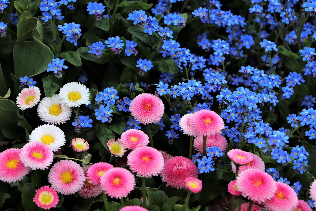 spring  pink and white daisy  bellis perennis free photo