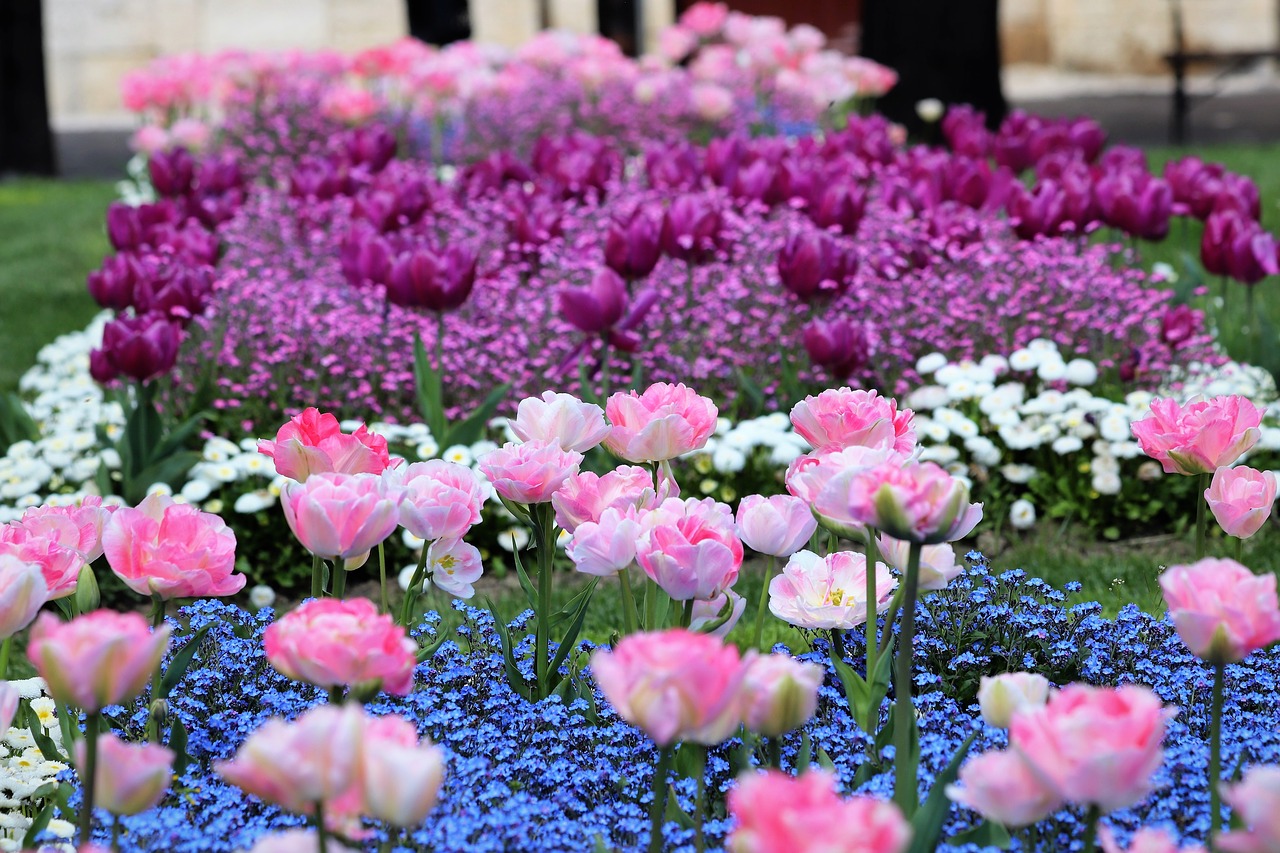 spring  pink tulips  blue aubrieta free photo