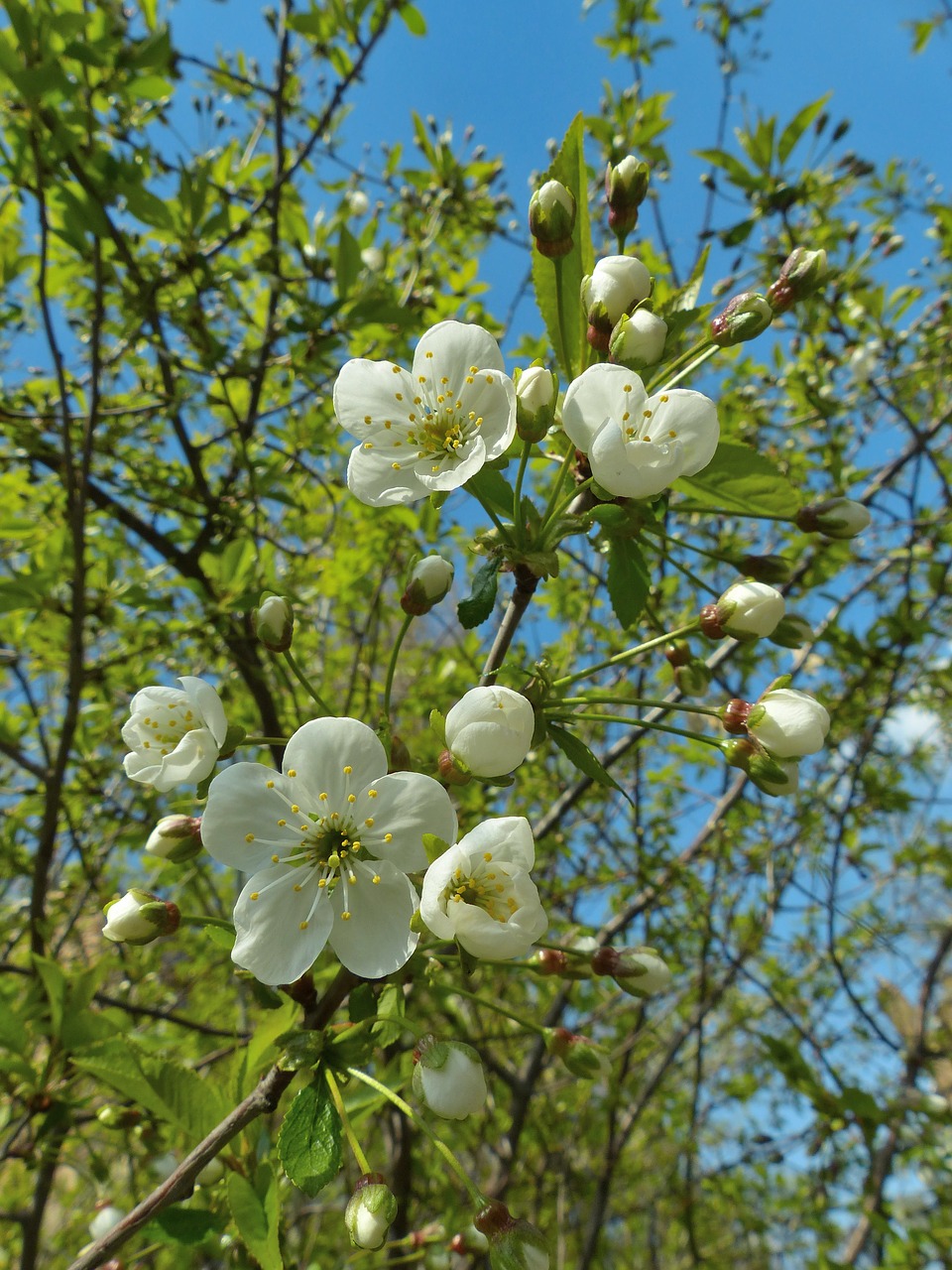 spring  bloom  flowers free photo