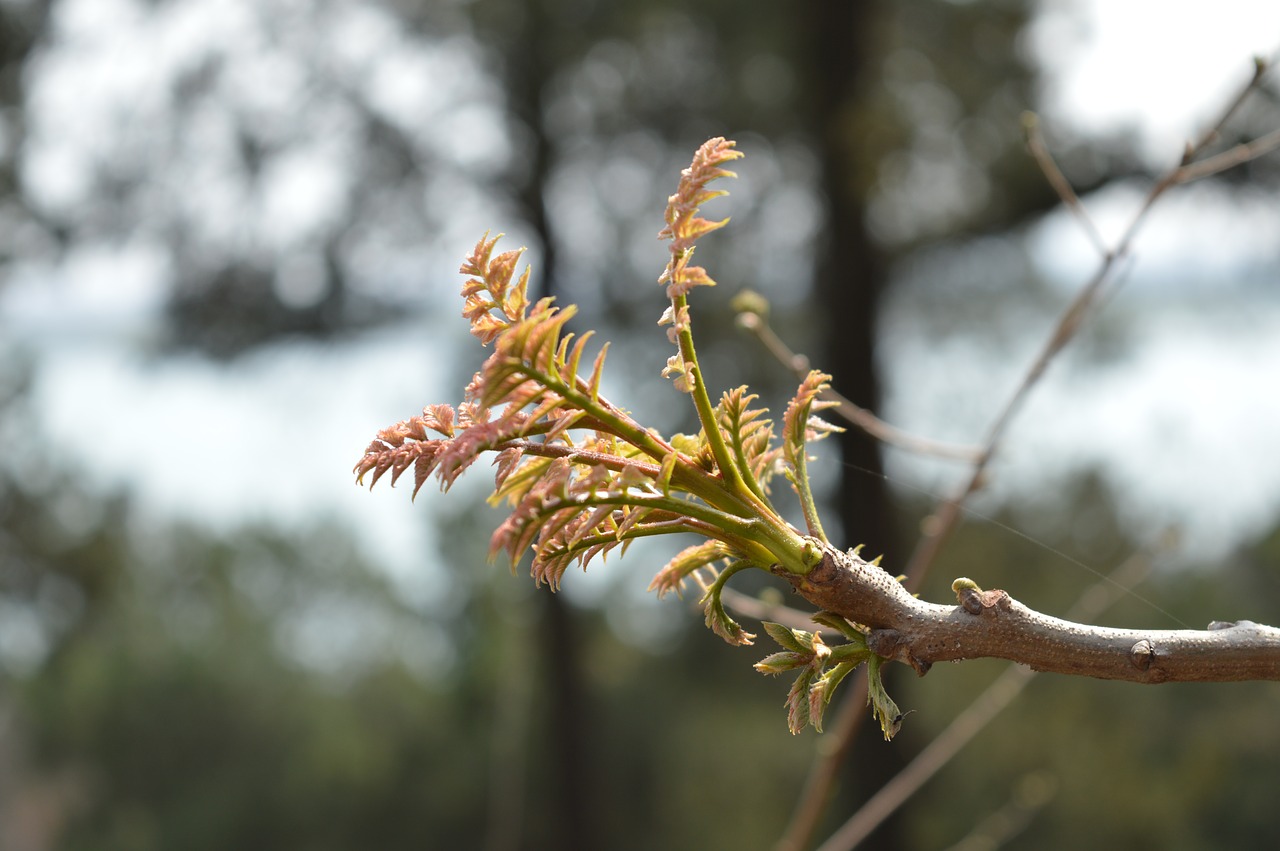 spring  blossom  bloom free photo