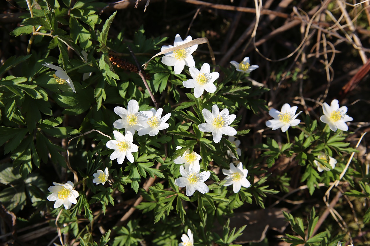 spring  mother's day  nature free photo