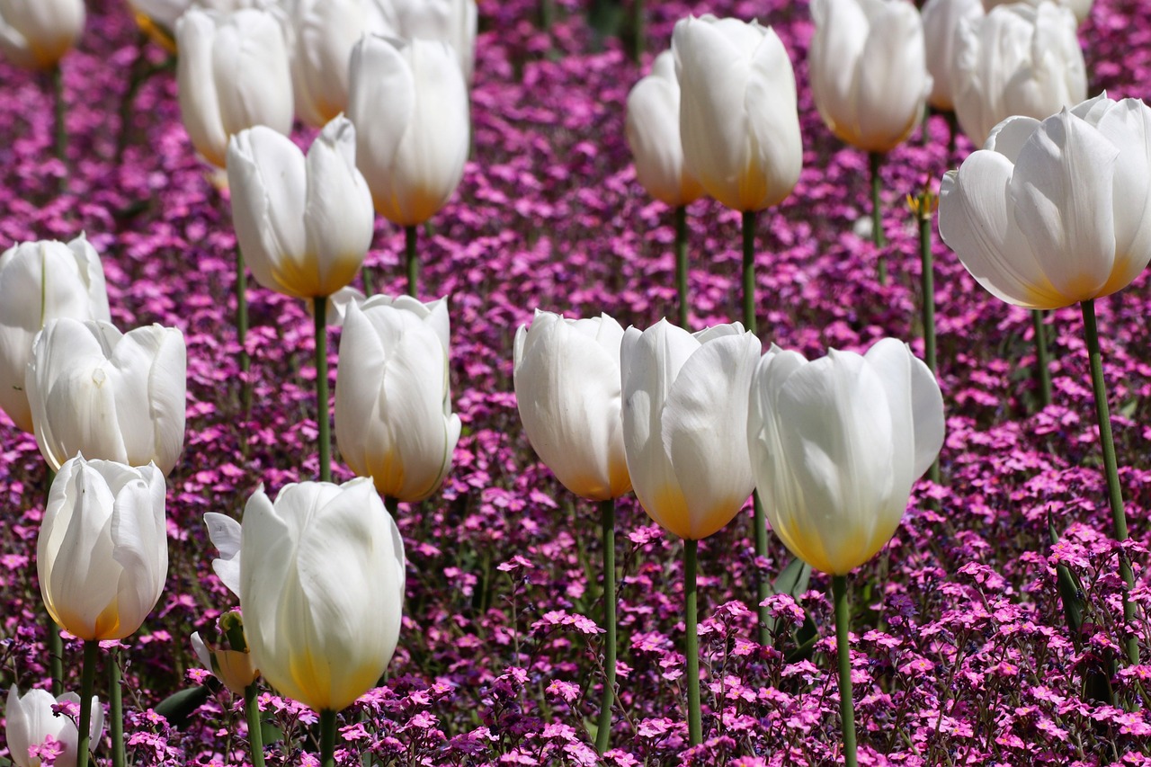 spring  white tulips  pink aubrieta free photo