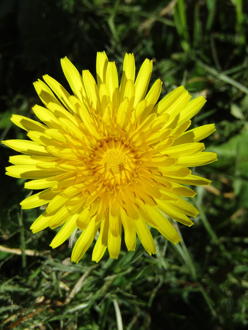 spring  dandelion  close up free photo