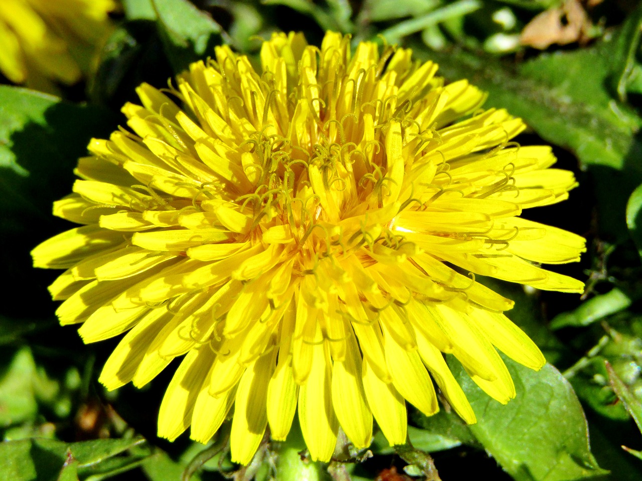 spring  dandelion  close up free photo