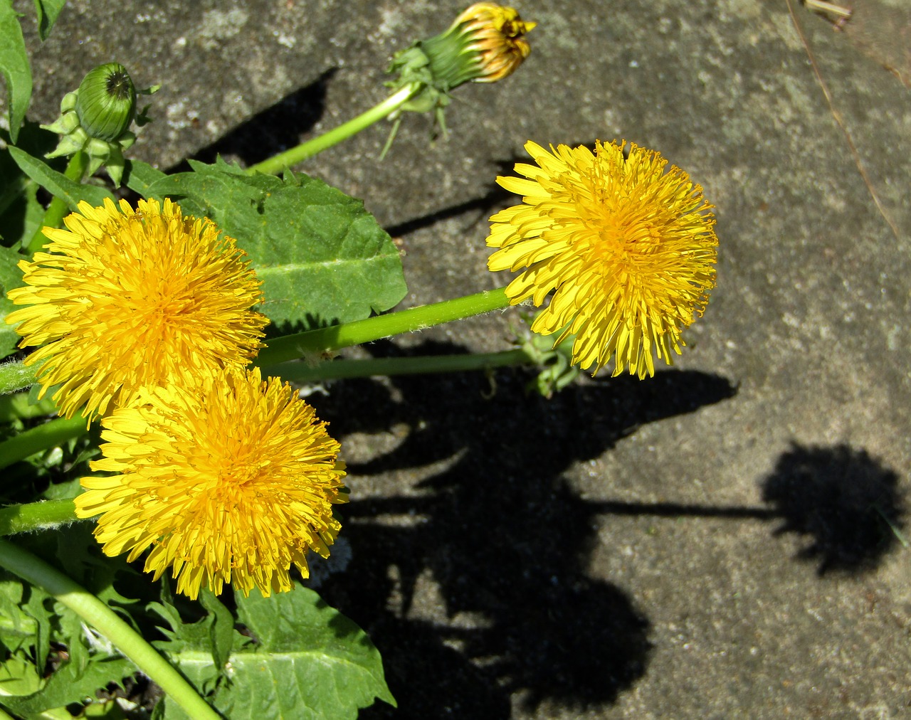 spring  dandelion  close up free photo