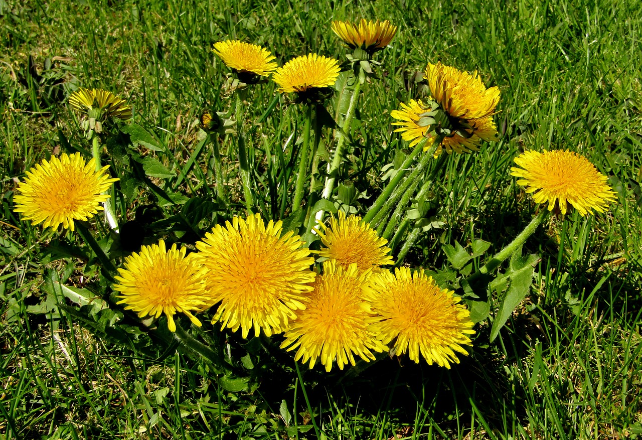 spring  dandelion  close up free photo