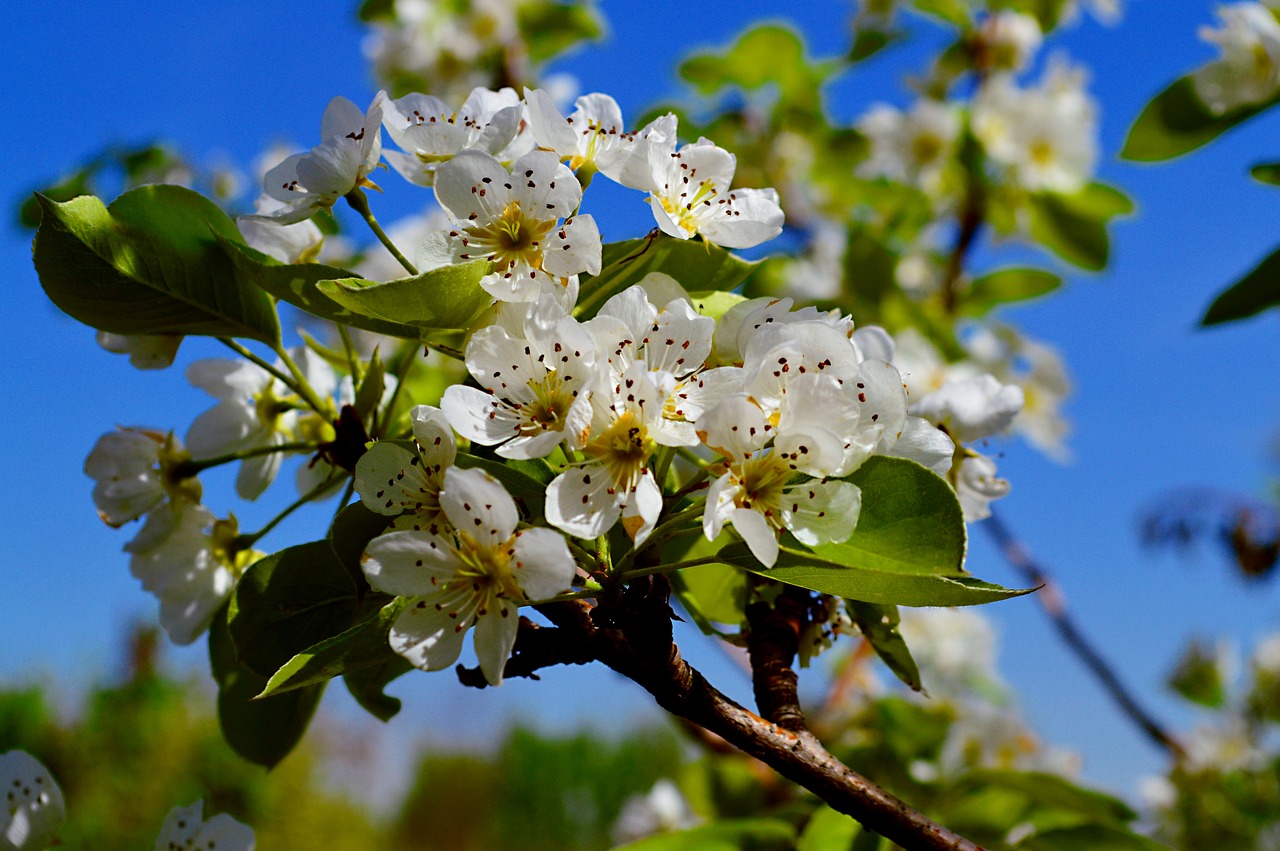 spring  springtime  nature free photo