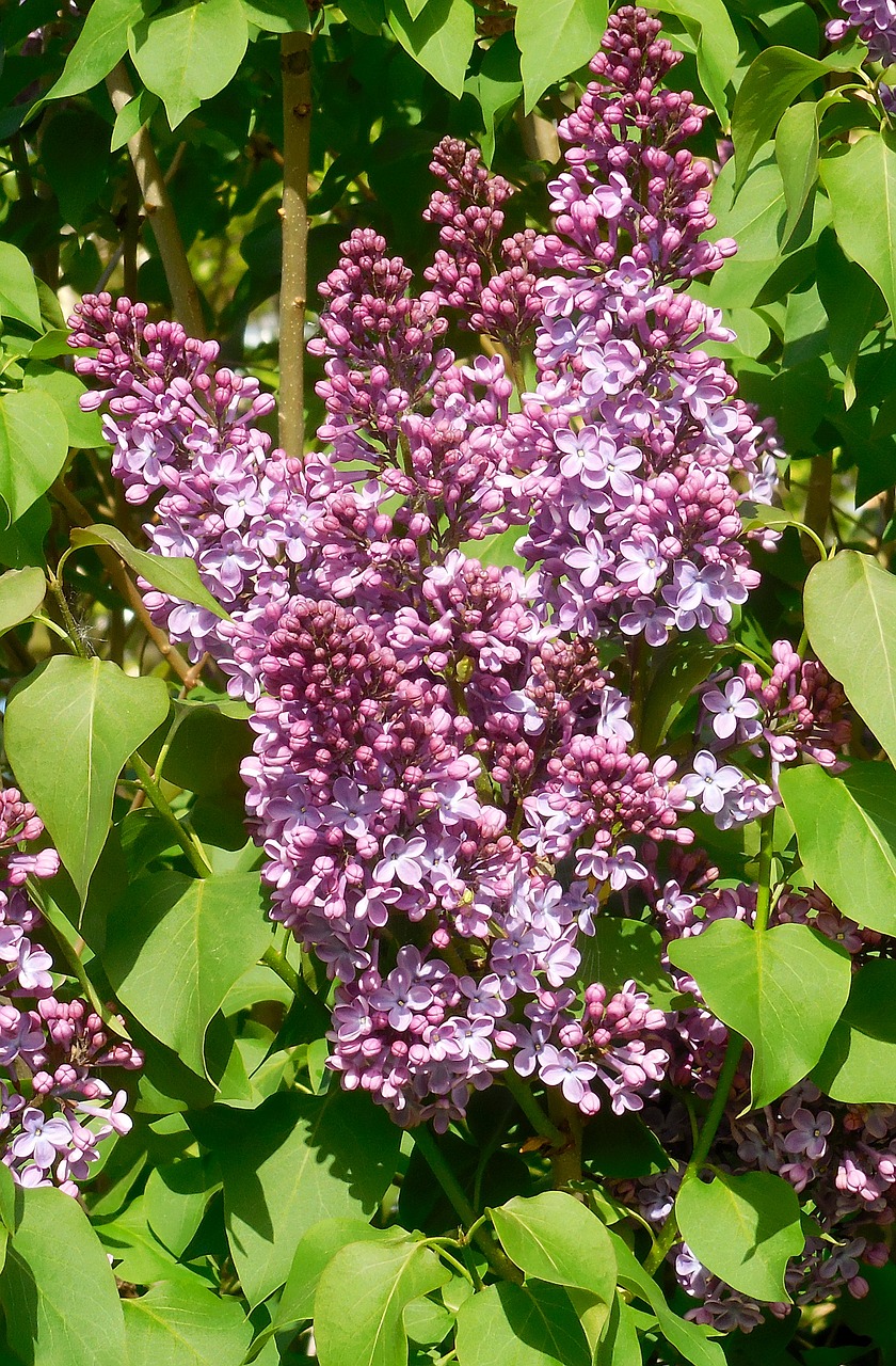 spring  lilac  syringa free photo