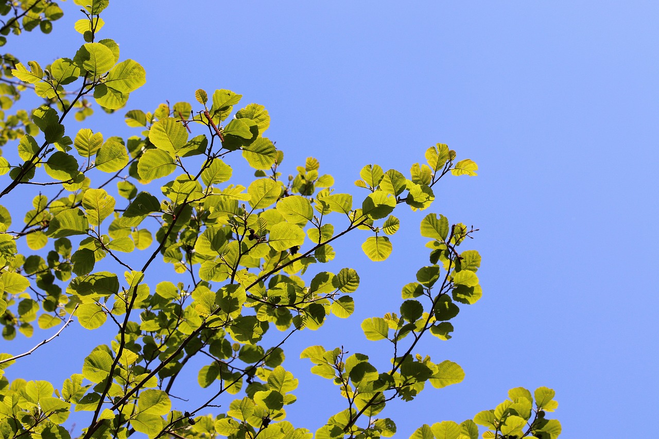 spring  green leaves  branches free photo