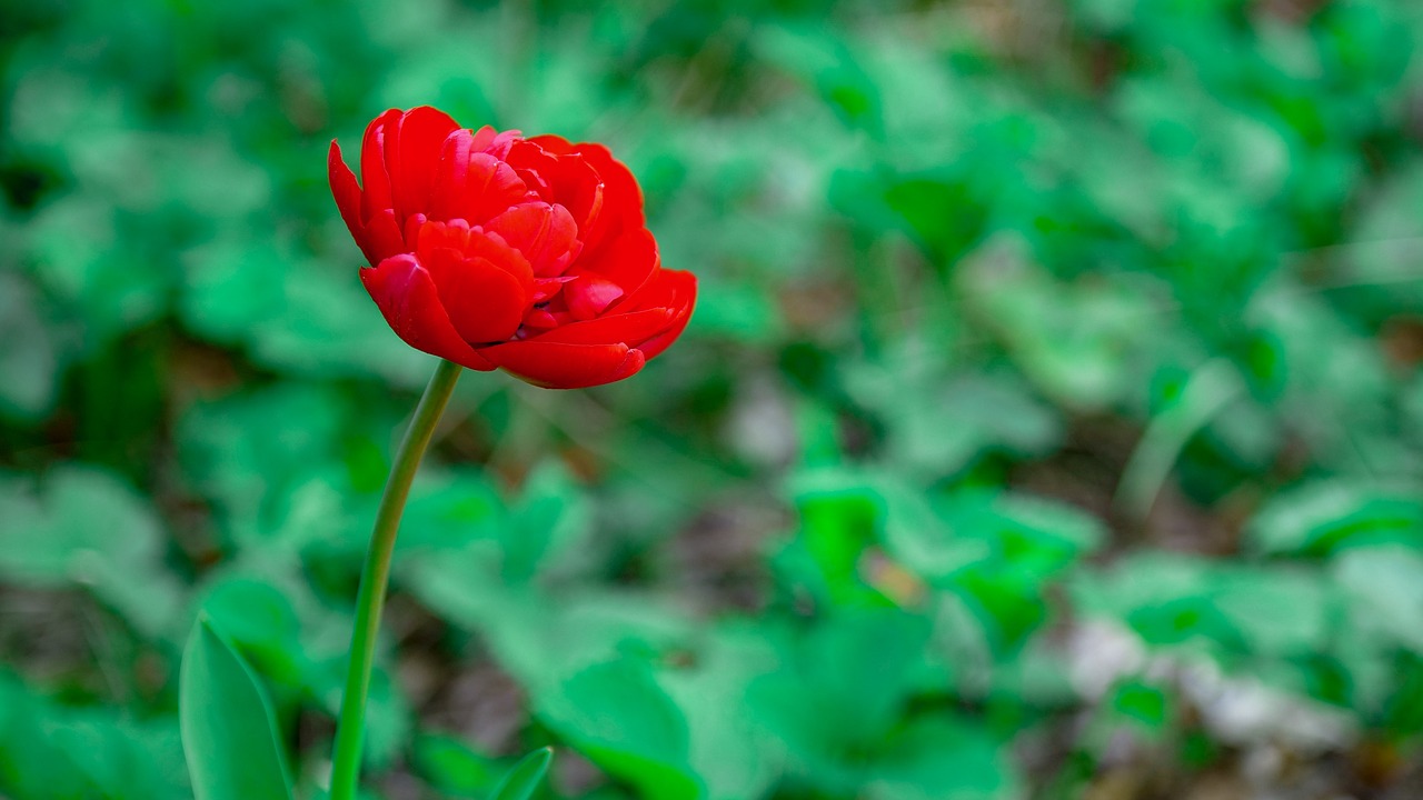 spring  flower  tulip free photo