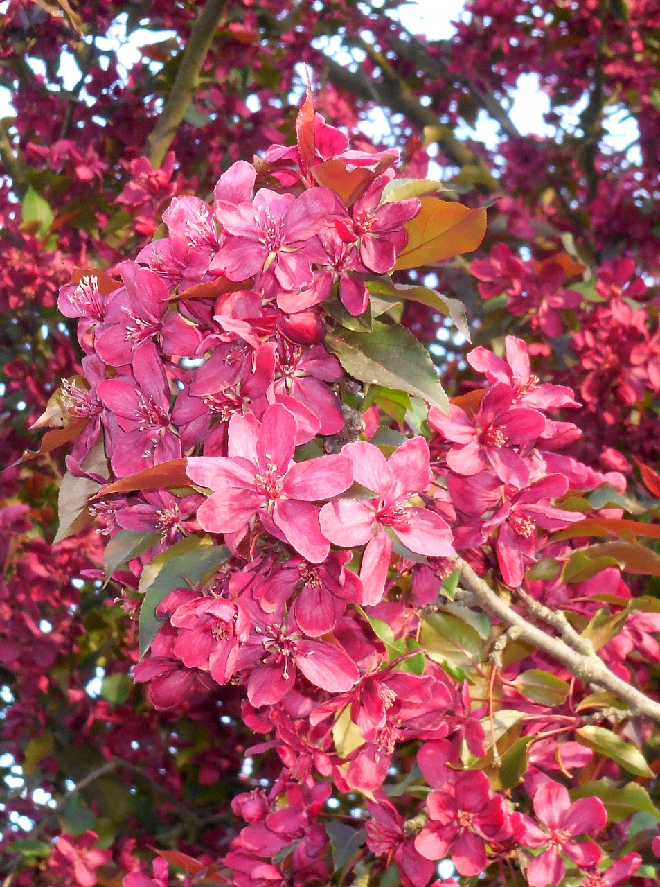 spring  flower  apple tree free photo