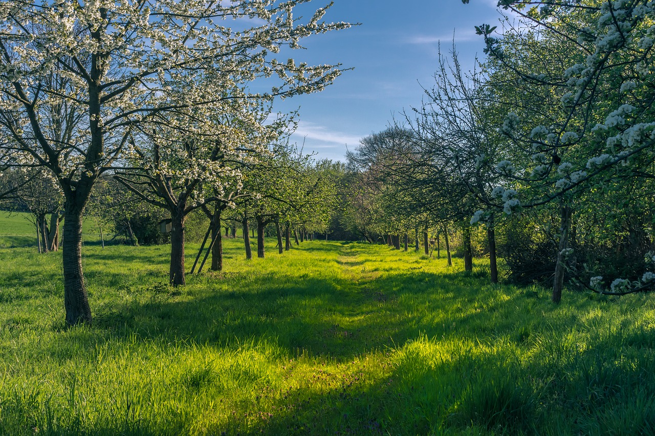 spring  fruit trees  flowers free photo