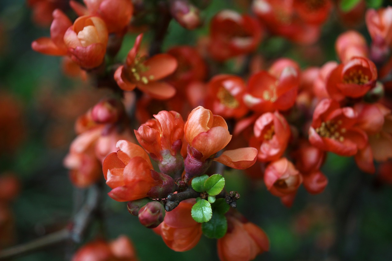 spring  the buds  flowers free photo