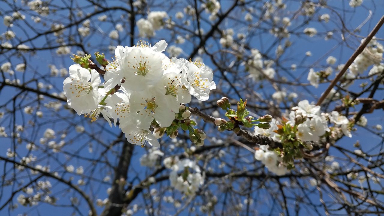 spring  flowers  tree free photo