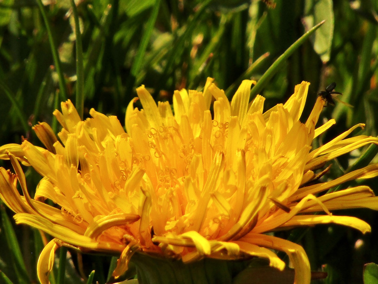 spring  dandelion  close up free photo