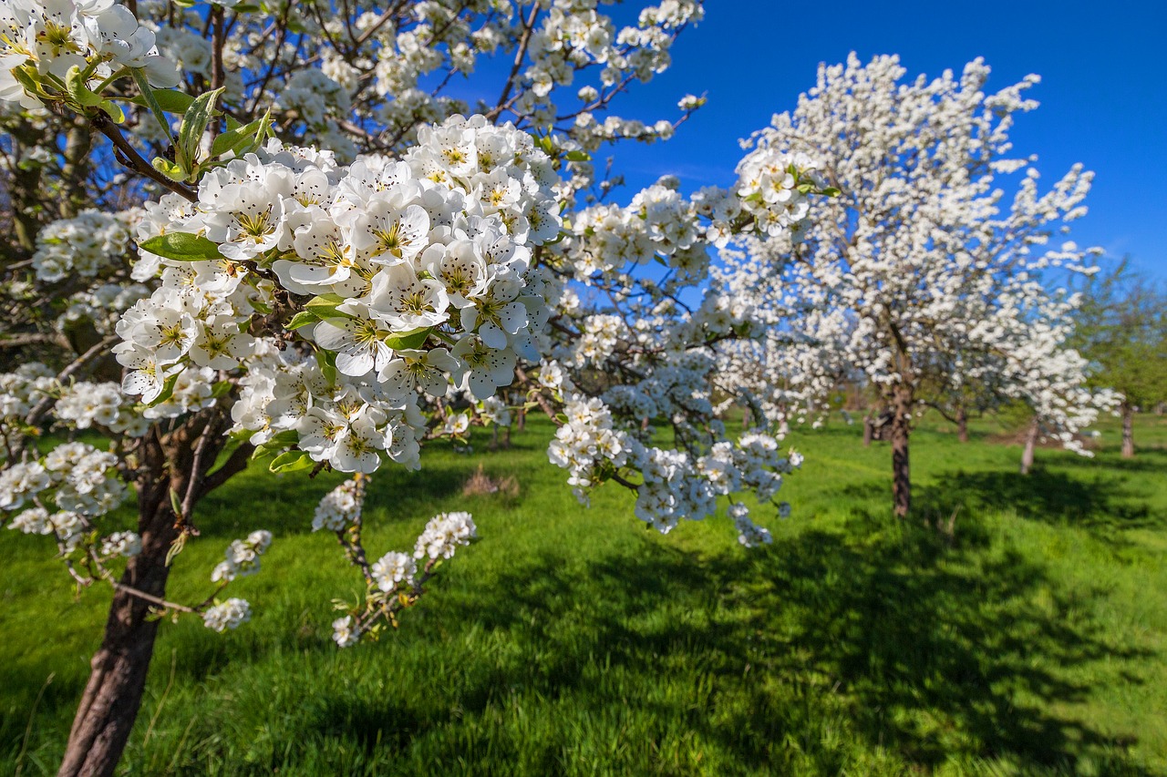 spring  flowers  white free photo