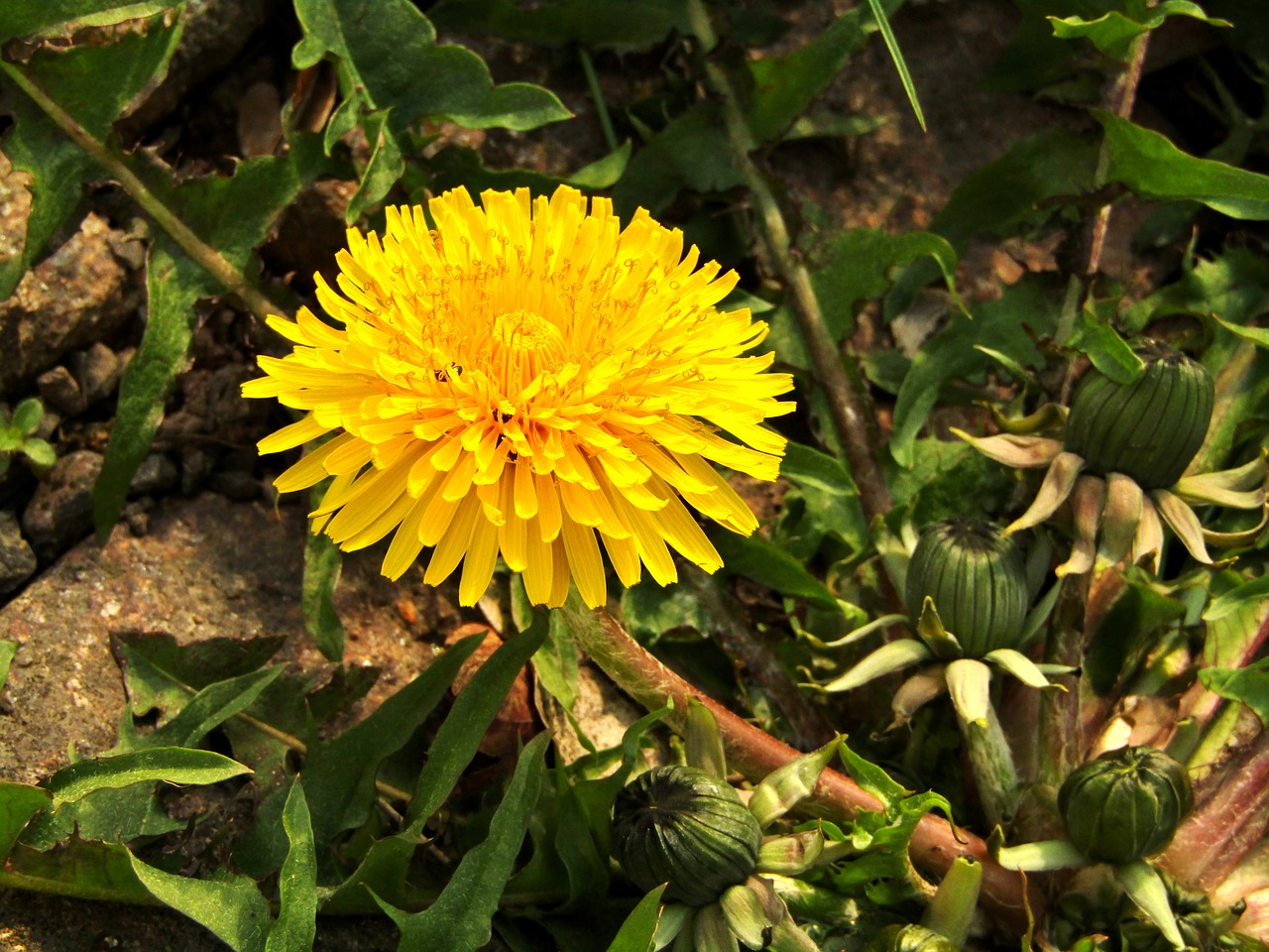 spring  dandelion  close up free photo