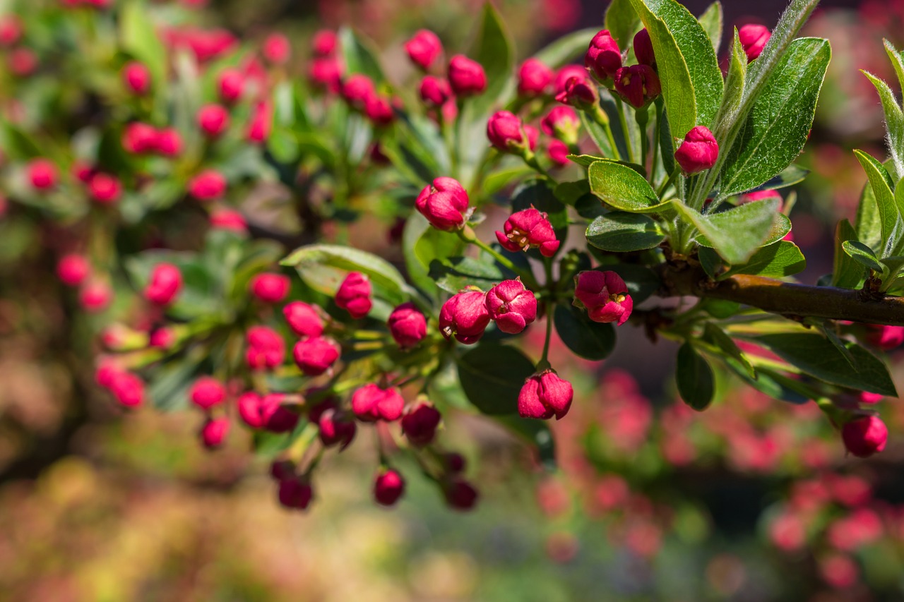 spring  bud  blossom free photo