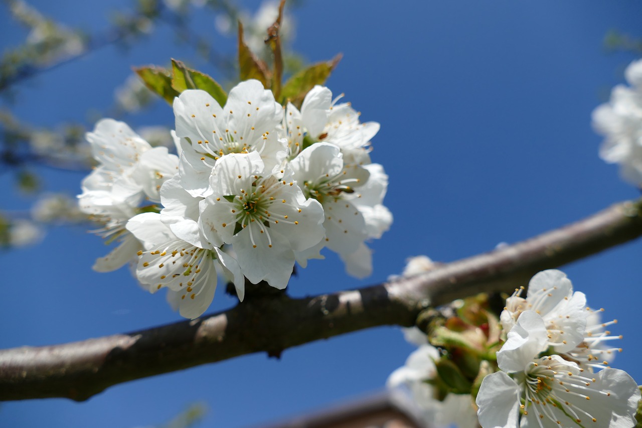 spring  nature  plant free photo