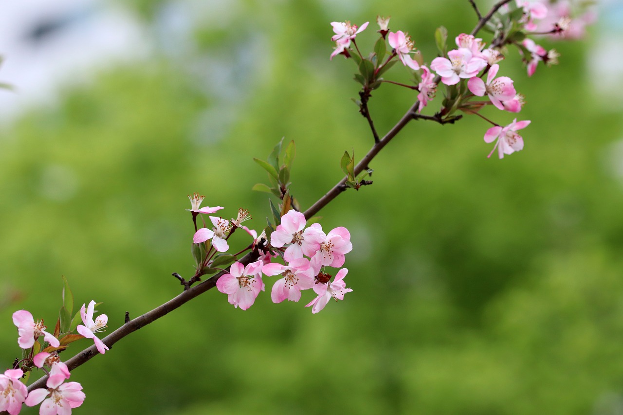 spring  spring flowers  nature free photo