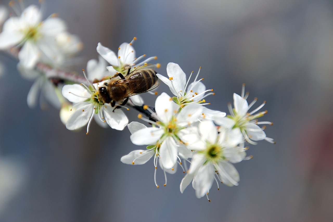 spring  bee  honey free photo