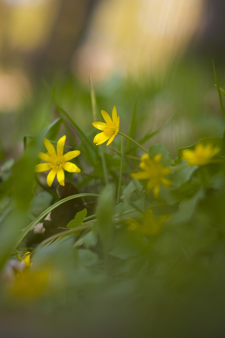 spring  flowers  flower free photo