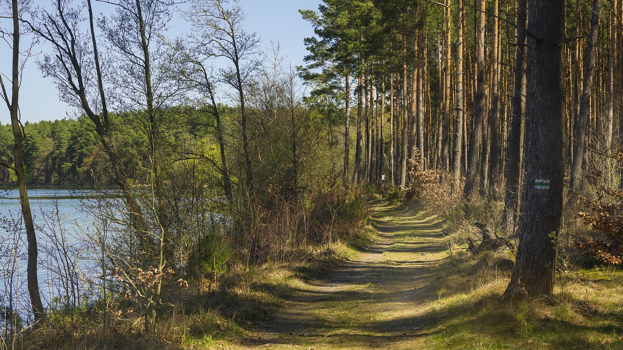 spring  forest  lake free photo