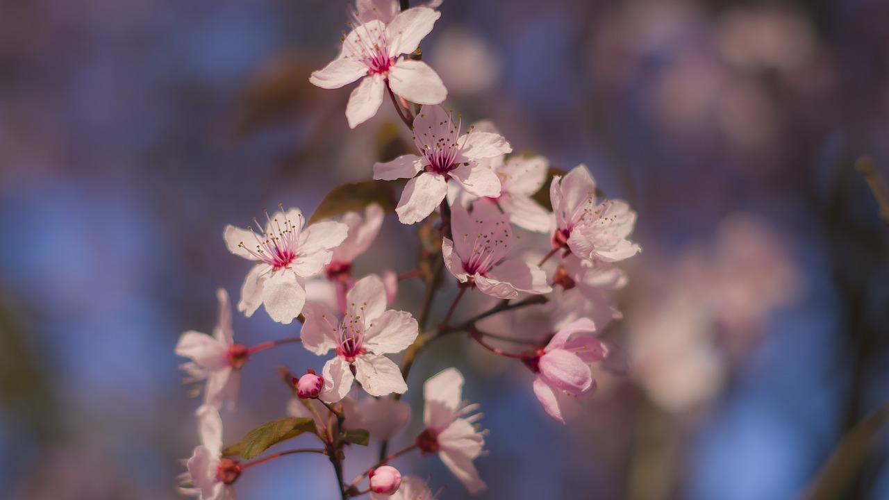 spring  cherry  cherry blossoms free photo