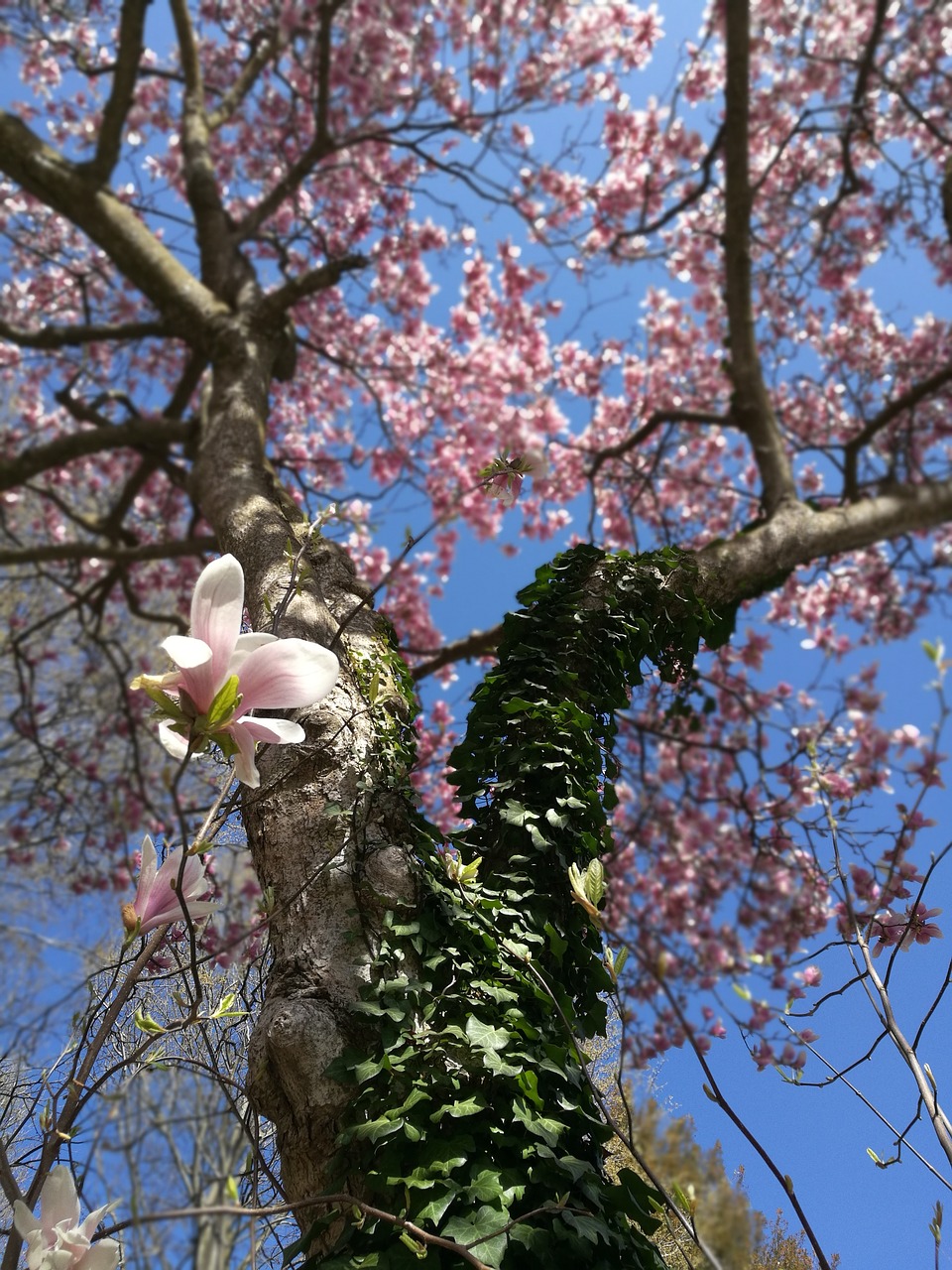 spring  tree  bloom free photo