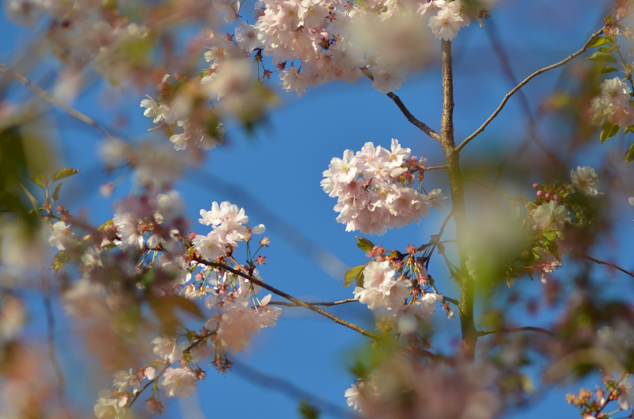 spring  cherry  tree free photo